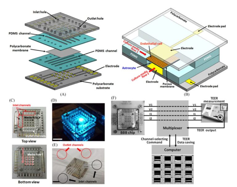 Microfluidic Blood Brain Barrier (BBB) system